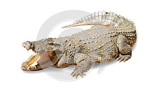 Crocodile on a white background