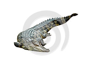 Crocodile on white background.