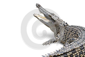 Crocodile on a white background