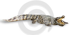 Crocodile on a white background