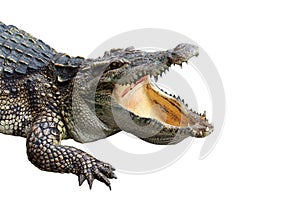 Crocodile on white-isolate