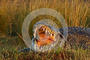 Crocodile who opens his jaw.