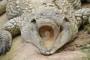 Crocodile wide open mouth