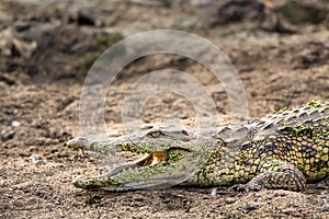 Crocodile - Crocodylia