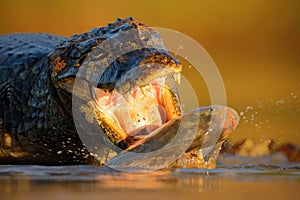 Crocodile Yacare Caiman, with fish in with evening sun, animal in the nature habitat, action feeding scene, Pantanal, Brazil