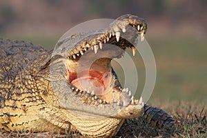 Crocodile yawning.