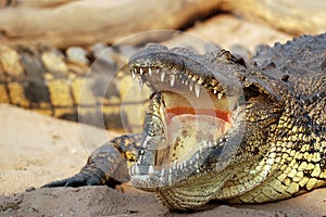 Crocodile in the Zambezi photo