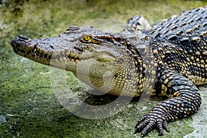 Crocodile in the zoo