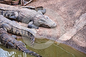 Crocodile in zoo