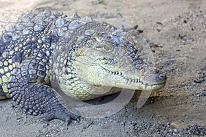 Crocodile