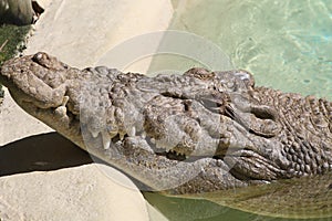 Crocodile in an zoo habitat
