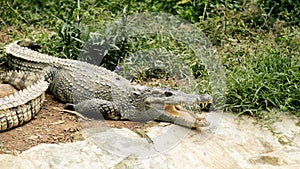 The crocodile in the zoo lies with its mouth open and sunbathing happily