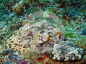 Crocodilefish