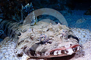 Crocodilefish