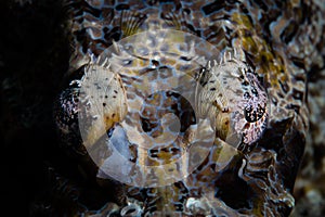 Crocodilefish Eyes in Indonesia