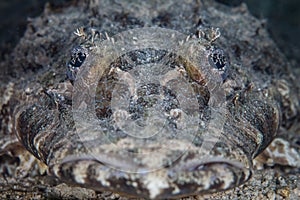 Crocodilefish Face