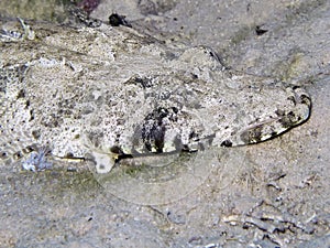 Crocodilefish head