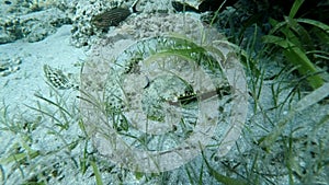 Crocodilefish lies in cleaning station on the sandy bottom hiding in the green sea grass. Crocodilefish Papilloculiceps longiceps