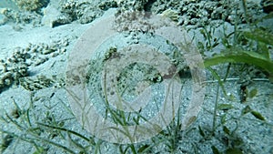 Crocodilefish lies in cleaning station on the sandy bottom hiding in the green sea grass. Crocodilefish or Tentacled Flathead, Pa