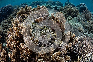 Crocodilefish on Reef in Raja Ampat