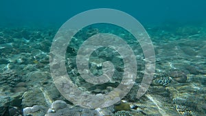 Crocodilefish swim over coral reef. Crocodilefish or Tentacled Flathead Papilloculiceps longiceps