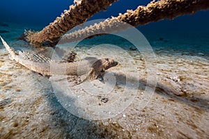 Crocodilefish in the tropical waters of the Red Sea.