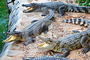 Crocodiles