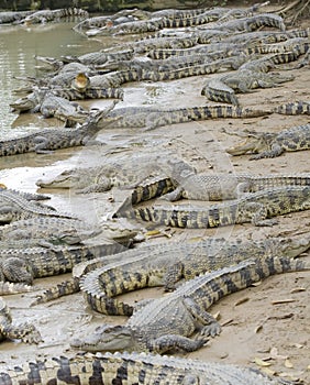 Crocodiles