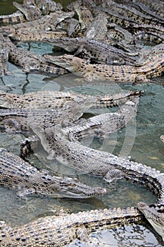 Crocodiles