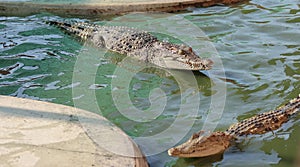 Crocodiles