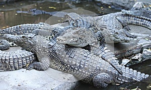 Crocodiles