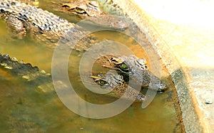 Crocodiles