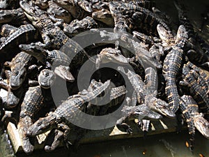 Crocodiles