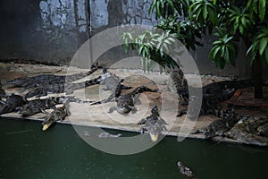 Crocodiles