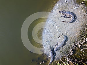 Crocodiles in Alligator relax on an banking in Gambia, West Africa