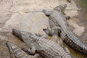 Crocodiles, Alligators in Morocco. Crocodile farm in Agadir.