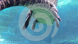 Crocodiles aquarium, crocodiles swimming in the aquarium