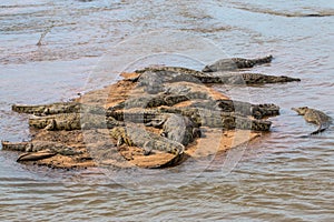 Crocodiles Basking in the Sun in Kruger National Park