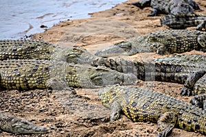 Crocodiles Basking in the Sun in Kruger National Park