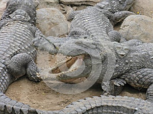 Crocodiles basking together in the sun on a sandy beach