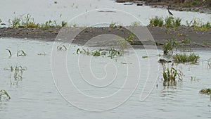 Crocodiles and Birds, Wisirare Reserve, Colombia