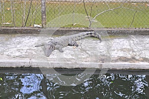 Crocodiles are caging for tourist viewing and playing in a resort in Vietnam photo