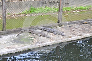 Crocodiles are caging for tourist viewing and playing in a resort in Vietnam photo