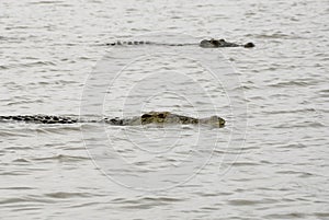 Crocodiles on Chamo Lake (Ethiopia)