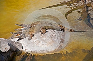 Crocodiles cooling down with mouths open