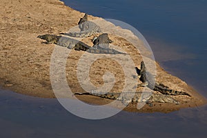 Crocodiles at Crocodile river, Kruger National Park photo