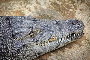 Crocodiles In A Crocodiles Farm