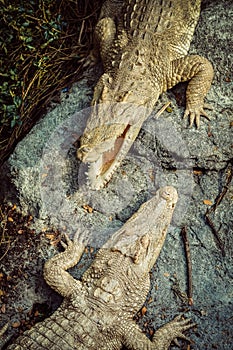 Crocodiles In A Crocodiles Farm Asia ,Thailand