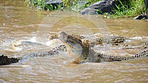 Crocodiles (Crocodylus niloticus) photo