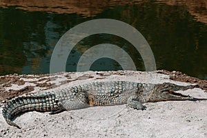 Crocodiles in crocopark